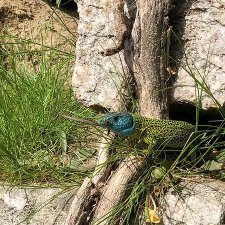 Casa Do Gaio-turismo De Natureza Dom wakacyjny *