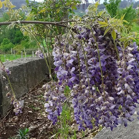 Casa Do Gaio-turismo De Natureza Dom wakacyjny